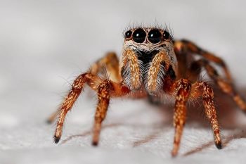 Paranoia Insect Entomophobia (Fear of Insects): Causes, Symptoms & Treatment ...